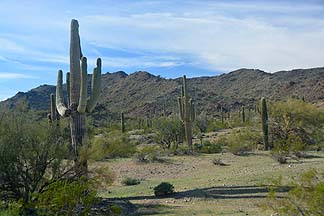 Sonoran Desert National Monument, January 28, 2014